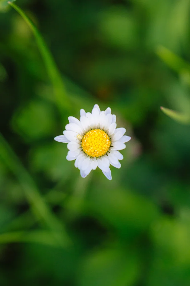 Gäääänseblümchen!