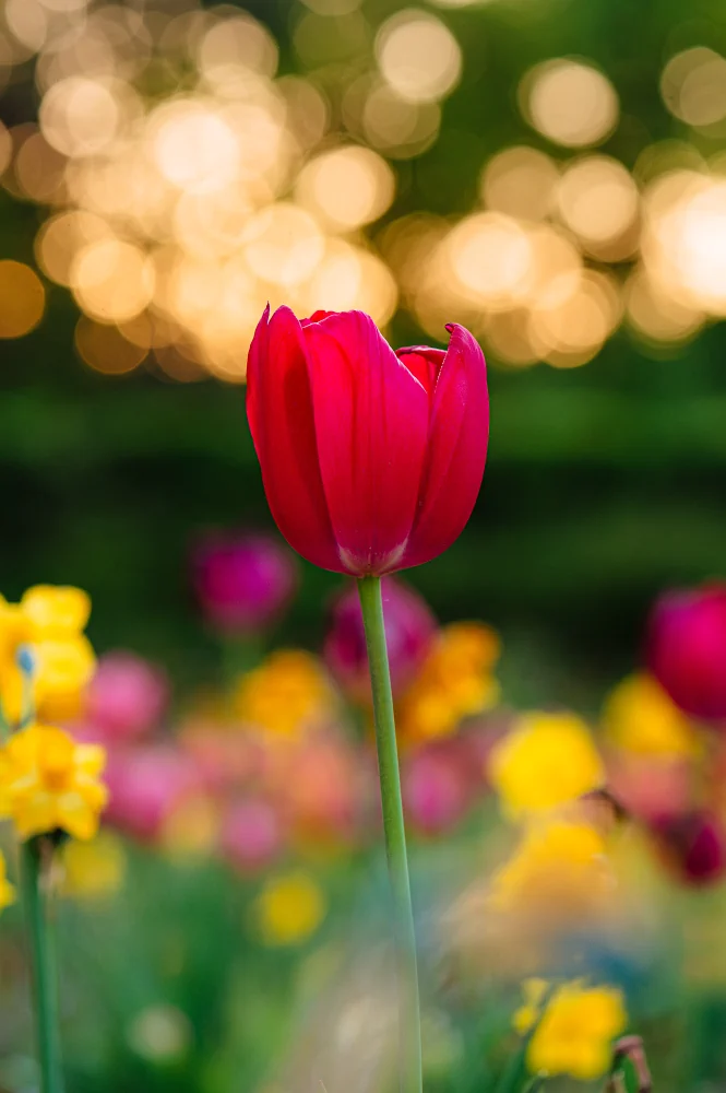 Makroaufnahme einer Tulpe mit Sonnenbokeh.