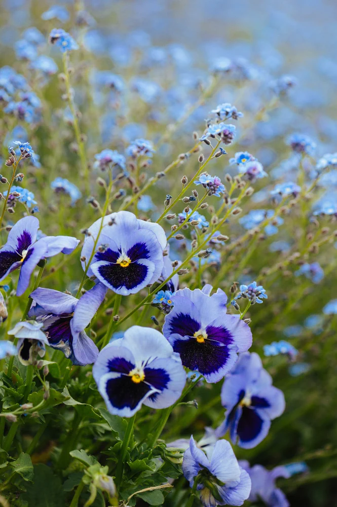 Makroaufnahme von Garten-Stiefmütterchen (Viola)