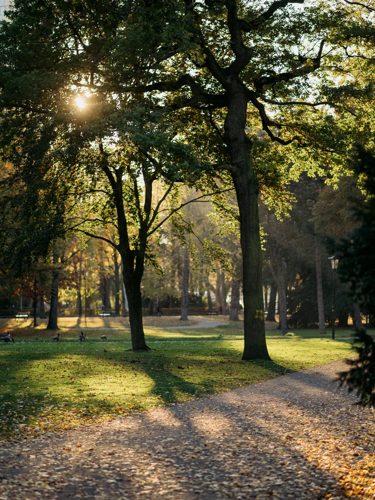 Hofgarten im Abendlicht.
