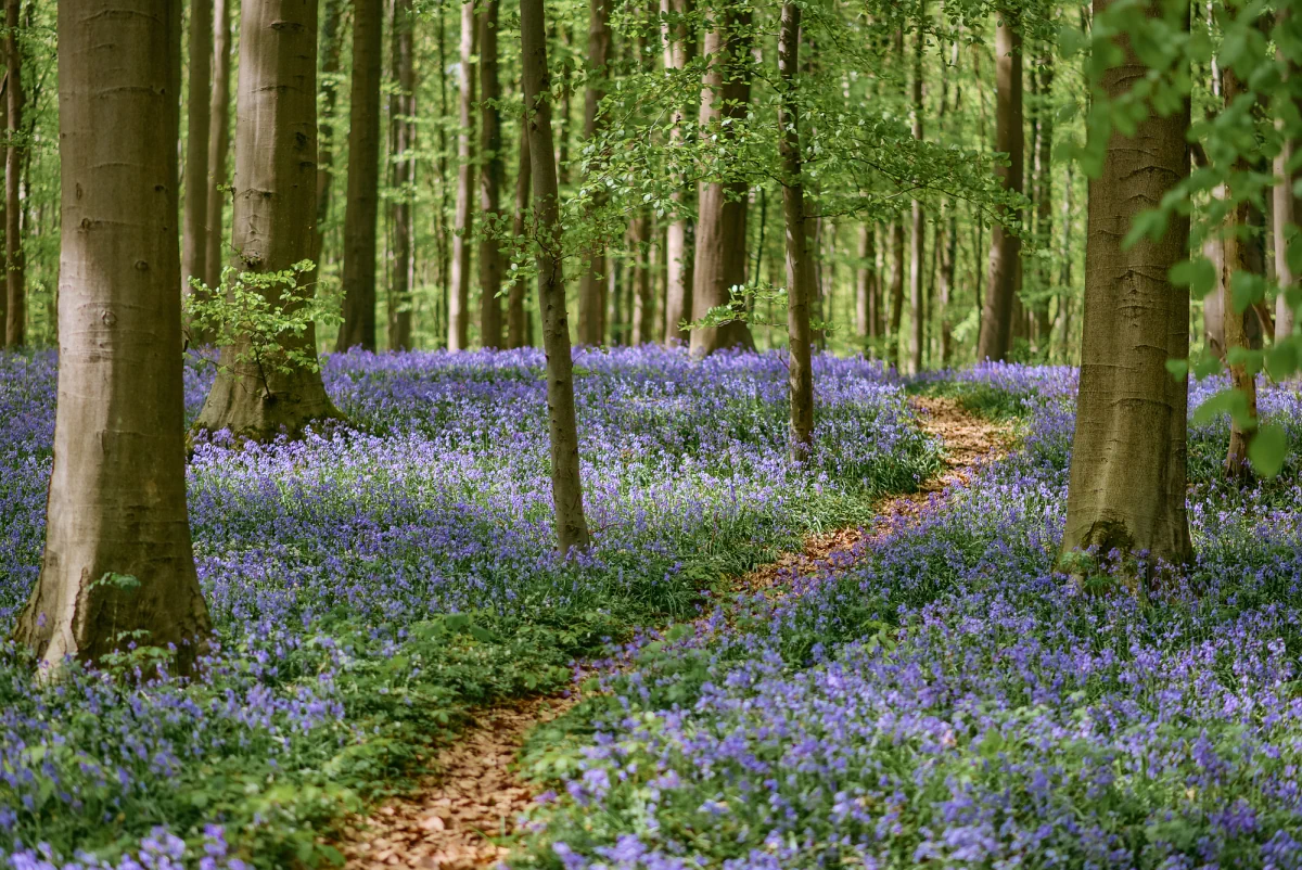 "Märchenwald" Hallerbos in Belgien.