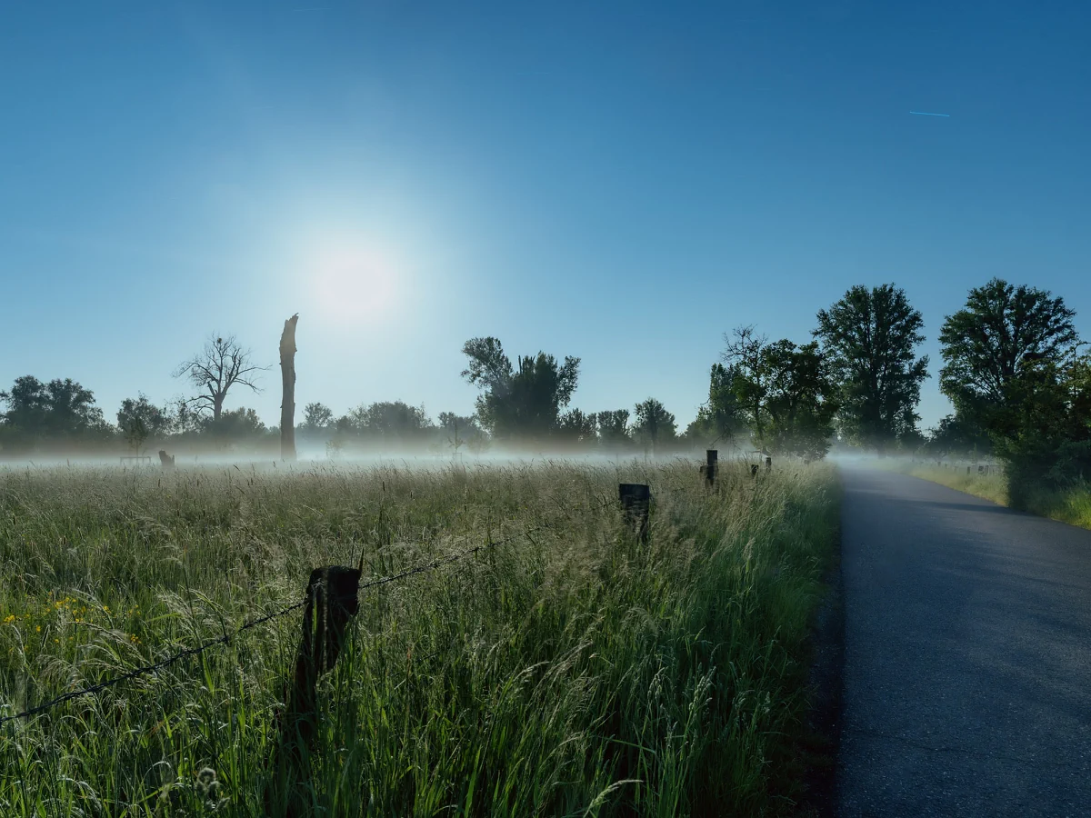 Nachtaufnahme in den Urdenbacher Kämpen mit dem Mond als Lichtquelle.